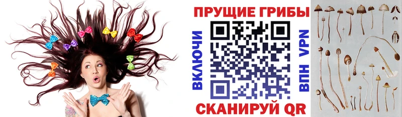 Галлюциногенные грибы Psilocybe  купить закладку  Пущино 